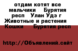 отдам котят(все мальчики) - Бурятия респ., Улан-Удэ г. Животные и растения » Кошки   . Бурятия респ.